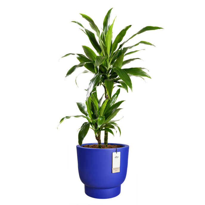 amber grail 47cm royal blue